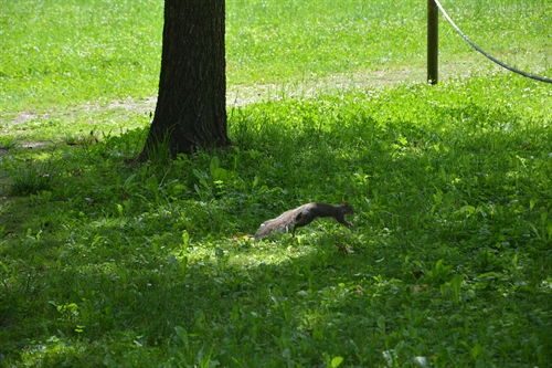 Scoiattolo nel parco.